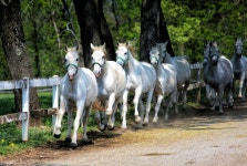 949 Lipizzaner Stock Photos - Free & Royalty-Free Stock Photos from Dreamstime