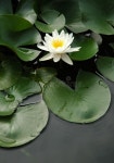 385,836 Lotus Stock Photos - Free & Royalty-Free Stock Photos from Dreamstime - Page 7