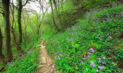 Mountain Trail With Wild Flowers Picture. Image: 2057083