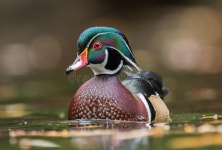 24,302 Wood Duck Stock Photos - Free & Royalty-Free Stock Photos from Dreamstime - Page 2