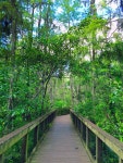 Wooden Bridge through a Cypress Swamp in the Everglades Stock Photo - Image of summer, swamp: 187190258