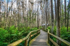 Boardwalk path stock photo. Image of outdoors, swamp - 59771756