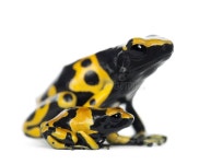 806 Dart Frogs Stock Photos - Free & Royalty-Free Stock Photos from Dreamstime