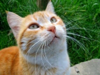 156,993 Yellow Cat Stock Photos - Free & Royalty-Free Stock Photos from Dreamstime