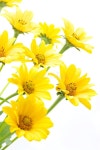 316,212 Yellow Daisy Stock Photos - Free & Royalty-Free Stock Photos from Dreamstime