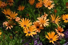 Yellow flowers stock image. Image of scenic, gardens, objects - 317001