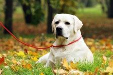29,958 Yellow Labrador Stock Photos - Free & Royalty-Free Stock Photos from Dreamstime