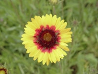 6,788 Gazania Flower Stock Photos - Free & Royalty-Free Stock Photos from Dreamstime
