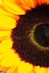 Sunflower stock photo. Image of petal, background, detail - 15493042