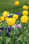 6,088,873 Flower Garden Stock Photos - Free & Royalty-Free Stock Photos from Dreamstime
