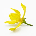 2,443 Ylang Ylang Stock Photos - Free & Royalty-Free Stock Photos from Dreamstime