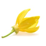 2,562 Ylang Ylang Stock Photos - Free & Royalty-Free Stock Photos from Dreamstime