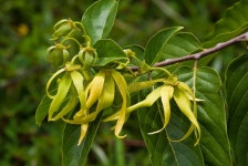 2,513 Ylang Ylang Stock Photos - Free & Royalty-Free Stock Photos from Dreamstime