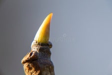 101,610 Young Bud Stock Photos - Free & Royalty-Free Stock Photos from Dreamstime