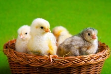 27,972 Young Chicks Stock Photos - Free & Royalty-Free Stock Photos from Dreamstime