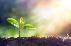 993,671 Plant Seed Stock Photos - Free & Royalty-Free Stock Photos from Dreamstime