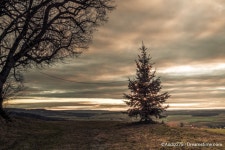 The lonely Christmas Tree - Dreamstime