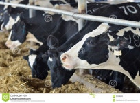 Animals - Cows stock image. Image of animal, cheese, feed - 22008883