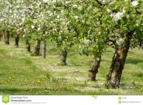 Apple Trees In Blossom Stock Image - Image: 877361 Apple trees in blossom