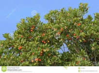 Arbutus Stock Images - Download 1,166 Royalty Free Photos