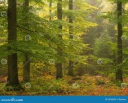 Autumn forest stock photo. Image of north, orange, fall - 1534412