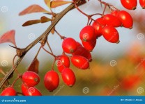 Autumn Fruits stock photo. Image of autumn, fall, fruits - 1255636