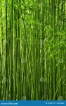 Bamboo Forest Stock Photography - Image: 14359112 Bamboo forest