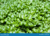 The basil stock image. Image of background, herb, basil - 14184071