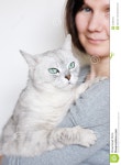Beautiful grey cat stock photo. Image of hand, leisure - 24406444