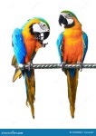 Beautiful Pet Parrot stock photo. Image of bird, gold - 31853868