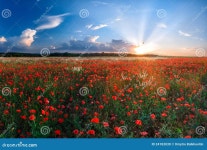 Big field of poppies stock photo. Image of farm, garden - 24183030