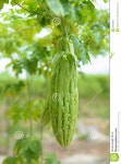 Bitter melon stock image. Image of farm, melons, zucchini - 30549663