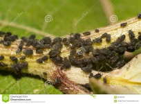 Black aphid closeup stock photo. Image of louse, nature - 96162326