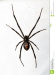 Black Widow Spider Isolated Over White Background Royalty Free Stock Photos - Image: 10054618 Black Widow Spider Isolated over... 