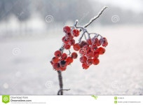 908 Bunchy Stock Photos - Free & Royalty-Free Stock Photos from Dreamstime - Page 2