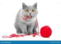 British Blue Cat Chewing Red Ball of Threads Stock Photo... Blue Cat Chewing Red Ball Of Threads Stock Photo - Image of cute... 