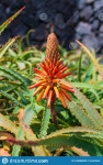 Cactus flower near beach stock image. Image of flower - 144668695