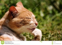 Cat stock photo. Image of fluffy, scratch, head, feline - 192018