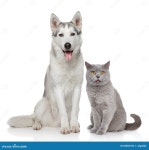 Cat and Dog Together on a White Background Stock Photo - Image... 28584782 Cat And Dog Together On A White Background Stock Photo... 