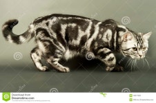 Cat sneaking stock photo. Image of beauty, domestic, predatory - 18277002