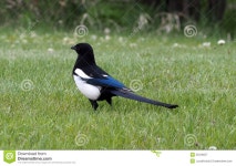 Common Magpie Stock Photo - Image: 55318557 Common Magpie