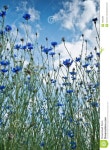 Cornflower stock photo. Image of cornflower, plant, cloud - 18363380