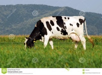 Cow grazing on field stock image. Image of agricultural - 7664861