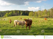Cows stock image. Image of black, grazing, green, background - 19815513