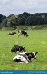 Cows editorial photography. Image of green, color, cattle - 25763367