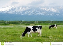 Cows stock photo. Image of field, landscape, dairy, white - 7663522