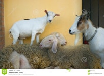 Crazy animals farm family stock image. Image of sleep - 2705999
