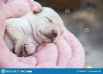 Cute Dog stock image. Image of sweet, born, funny, white - 152552073