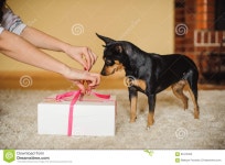 Cute Dog Watching Present Box Being Opened Stock Photo - Image: 65415326 Cute dog watching present box being opened