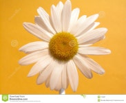 Daisy stock image. Image of garden, petal, heyday, bloom - 134557